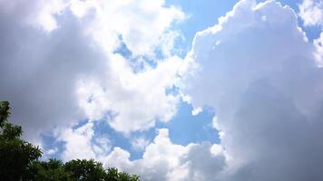zomer landschap in een Woud. groep van bomen top en bewolkt lucht. video