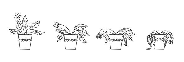 Stages of withering, a wilted plant in a pot, abandoned houseplant without watering and care vector