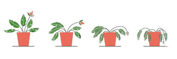 Stages of withering, a wilted plant in a pot, abandoned houseplant without watering and care vector