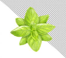 Basil leaves isolated on white background with clipping path psd