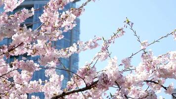 David Lam Park spring in big city cherry blossoms skyscrapers strolling pedestrians Pacific Ocean ships all this in several videos that can make good movie geese cyclists families women and men