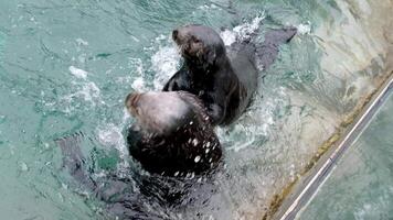 Meer Otter Tiere tauchen spülen baden im klar Wasser schön Familie männlich und weiblich Enhydra Lutris, Vancouver Aquarium, BC, Kanada video