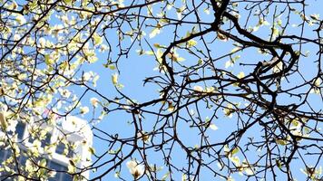 burrard station skön träd blomma i vår i april nära skyskrapor och skytrain station magnolia körsbär blomma japansk sakura vit röd blommor uppsluka blå himmel utan moln stadens centrum se video