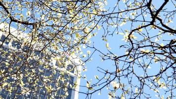 Burrard Station beautiful trees bloom in spring in april near skyscrapers and skytrain station magnolia cherry blossom japanese sakura white red flowers engulf blue sky without clouds downtown view video