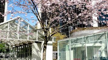 ciliegia fiori burrard stazione nel Canada vancouver le scale per grattacieli lanterna primavera bellezza di natura bianca corrimano per arrampicata a partire dal cielo treno stazione no persone calma giorno luminosa cielo Canada 2023 video