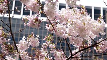cierne Cereza y magnolia arboles rascacielos azul cielo sin nubes hermosa ramas decorado con flores en grande ciudad de Vancouver en Canadá burarrd estación limpieza frescura primavera video