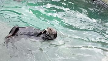 zee Otter, hydrateren lutris, dier aan het eten iets heerlijk aan het liegen Aan haar terug in verkoudheid water aquarium dierentuin oceanarium schattig nat dier Vancouver aquarium, v.Chr., Canada video