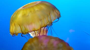 japonés mar ortiga Medusa bailando en el oscuro azul Oceano agua. el japonés mar ortiga, o crisaora pacifica Medusa. video