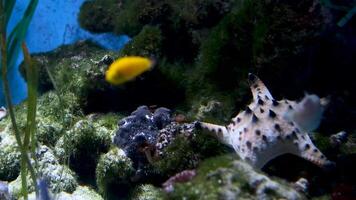 tropisk fisk nära korall rev med blå hav vatten vancouver akvarium, före Kristus, kanada video