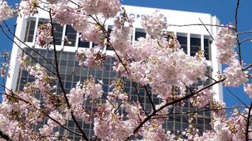 Burrard Station beautiful trees bloom in spring in april near skyscrapers and skytrain station magnolia cherry blossom japanese sakura white red flowers engulf blue sky without clouds downtown view video