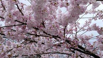 toronto, ontario, Canadá mayo Cereza flores en el primavera a Universidad de Toronto instalaciones video
