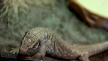 Varanus exanthem Savanne Monitor Eidechsen sind robust gebaut, mit verhältnismäßig kurz Glieder und Zehen, und ein Schädel und Zähne angepasst zu Fütterung auf hartschalig Beute Vancouver Aquarium, BC, Kanada video