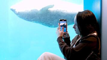 adolescenziale ragazza si siede di bicchiere di acquario dove foche nuotare mare leoni lei è contento sorridente ride gioia di persona bambino trascorrere gratuito giorno via per camminare per ottenere conosciuto con marino mondo video