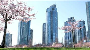 Cerise fleurs dans plein Floraison dans le ville épanouissement Sakura Cerise fleur branche avec gratte-ciel bâtiment dans Contexte dans printemps, Vancouver, avant JC, Canada. David lam parc video