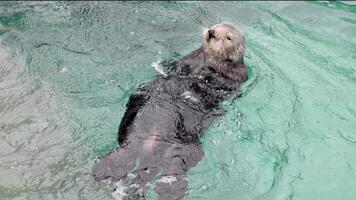 mar lontra, a animal vigorosamente shakes Está cabeça, pulverização gotas, lavagens Está barriga, mergulhos para dentro a água, grandes bigodes enidra lutris, Vancouver aquário, aC, Canadá video