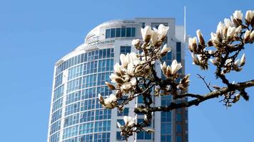 David Lam Park spring in big city cherry blossoms skyscrapers strolling pedestrians Pacific Ocean ships all this in several videos that can make good movie geese cyclists families women and men