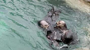 Sea Otter, three animals play tumbling together in a clean aquarium jumping up biting kissing diving under water waving their hair splashing Enhydra lutris, Vancouver Aquarium, BC, Canada video