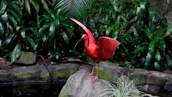 the bird spread its wings to the side flies up scarlet ibis Eudocimus ruber is a species of ibis It inhabits tropical South America and part of the Caribbean video