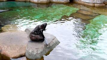 un' foca si siede su un' pietra nel un' zoo graffi suo coda con suo coda si chiude suo occhi salviette esso oggetti di scena su suo mento come Se un' persona è un interessante vista animale vita video
