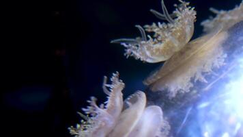 al revés abajo Medusa nadando en acuario tanque agua con tentáculos video