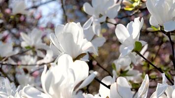 Magnolia flowers against beautiful blue sky, video