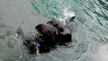 mare lontra, uno animale ha catturato cibo altri siamo provando per prendere esso lontano nuotare più vicino abbracciare acqua di acquario siamo spruzzi capriole enidra Lutris, vancouver acquario, avanti Cristo, Canada video