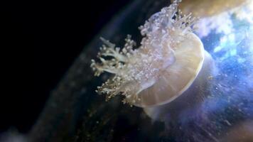 Cassiopea andromeda Upside-down jellyfish is a type of jellyfish that usually lives in intertidal sand or mud flats, shallow lagoons, and around mangroves. on the sand in Aqaba gulf, Red sea Jordan. video