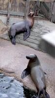 un par de focas dos un sello en un zoo oceanario sube fuera de oscuro agua sobre un Roca se sienta abajo vueltas sus espalda oscuro baboso animal grandioso movimientos agraciado vida bloqueado arriba video