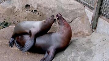 del Norte piel sello orejas focas pequeño cachorro sube en su madre mirando para pechos quiere Leche focas descanso en el apuntalar familia relaciones Entre animales mamíferos video