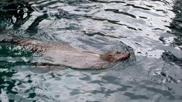 ein jung Siegel schwimmt im dunkel Wasser schleppend Bewegung das Kamera begleitet ihm während Schwimmen flach Wellen Schnauze hervorstehend Schnurrhaare kleben aus Nahansicht video