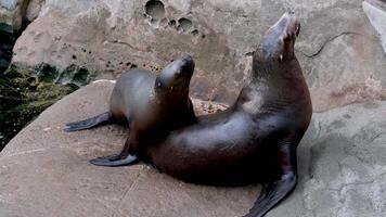 Pair of sea lions resting on rock surface in zoo enclosure looking around slow motion. video