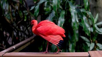 el escarlata ibis eudocimo ruber es un especies de ibis en pájaro familia treskiornithidae. eso habita tropical sur America y parte de el caribe video