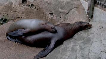 del Norte piel sello orejas focas pequeño cachorro sube en su madre mirando para pechos quiere Leche focas descanso en el apuntalar familia relaciones Entre animales mamíferos video