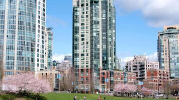 David lam parkera yaletown skön parkera i vancouver hög skyskrapor människor gående i vår pacific hav brygga cyklister Sol klar himmel blomstrande körsbär klar solig dag seagulls flyga resten helgen video