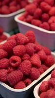 fraise framboises et mûres sur le marché video