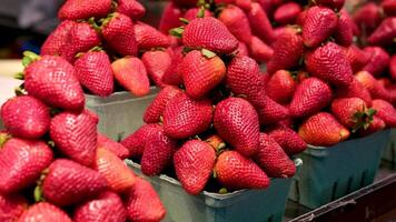 viele Behälter enthält viele von Erdbeeren. das Garten Erdbeere ist ein weit gewachsen Hybrid Spezies von das Gattung fragaria. video