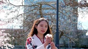 ung skön japansk flicka bär en traditionell kimono verkande till en kamera under en körsbär blomma träd i traditionell japansk trädgård video