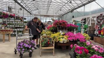 Mann und Ehefrau mit ein Wagen Kaufen Pflanzen im das Geschäft wählen Blumen Blume Geschäft, Pflanzen, Sämlinge ein groß Abteilung im das Geschäft zum Kauf anders Blumen zu Pflanze Pflanzen video