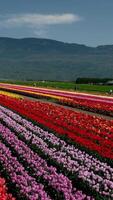 hermosa enorme campo con multicolor tulipanes dejando en el montañas Canadá Vancouver belleza pureza flora primavera cámping caminar en el campo No personas Mañana día ecología video