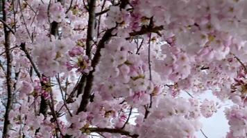 Toronto, ontario, Canada mai Cerise fleurs dans le printemps à Université de toronto Campus video