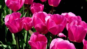 lelie veld- van prominent roze tulpen kleurrijk tulp velden in voorjaar Abbotsford, Brits Colombia, Canada video
