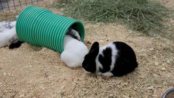 chiot de lapin en mangeant dans le ferme video