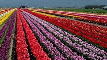 magnifique énorme champ avec multicolore tulipes en quittant dans le montagnes Canada Vancouver beauté pureté flore printemps camping marcher dans le champ non gens Matin journée écologie video