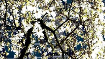 Burr Bahnhof schön Bäume blühen im Frühling im April in der Nähe von Wolkenkratzer und Skytrain Bahnhof Magnolie Kirsche blühen japanisch Sakura Weiß rot Blumen verschlingen Blau Himmel ohne Wolken Innenstadt Aussicht video