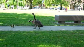 canadien oies avec une nichée dans Vancouver une Masculin et une femelle marcher dans le parc avec Trois petits poussins traverser le route à une oiseau dans une gros ville Canada video
