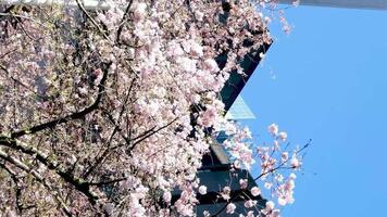 Burrard Station beautiful trees bloom in spring in april near skyscrapers and skytrain station magnolia cherry blossom japanese sakura white red flowers engulf blue sky without clouds downtown view video