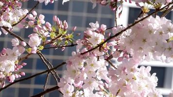 fioritura ciliegia e magnolia alberi grattacieli blu cielo senza nuvole bellissimo rami decorato con fiori nel grande città di vancouver nel Canada burarrd stazione pulizia freschezza primavera video