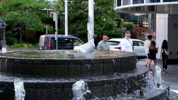 The seagull bathes in the fountain. The bird swims and dives into the water. unleash wings video