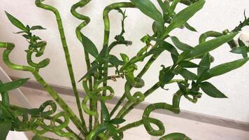 Tarragon, closeup of green fresh herb in sprin video