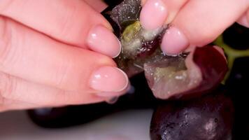 trabajador mujer manos participación un manojo de maduro rosado uvas en el enredadera. uvas y vino video